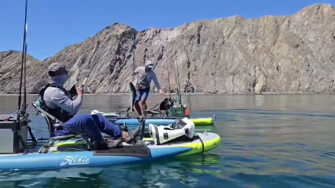 My first yellowtail and Sierra mackerel out on the Hobie itrek 11 for the first time
