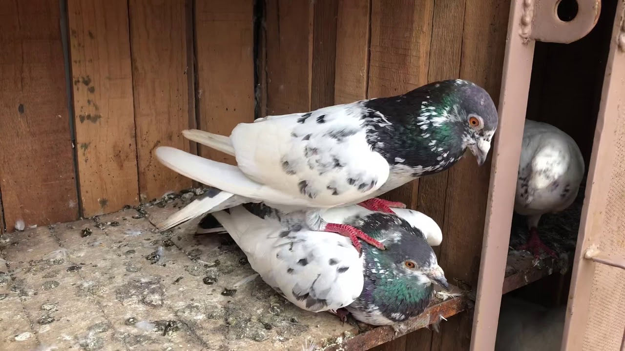 Kalsira pigeons