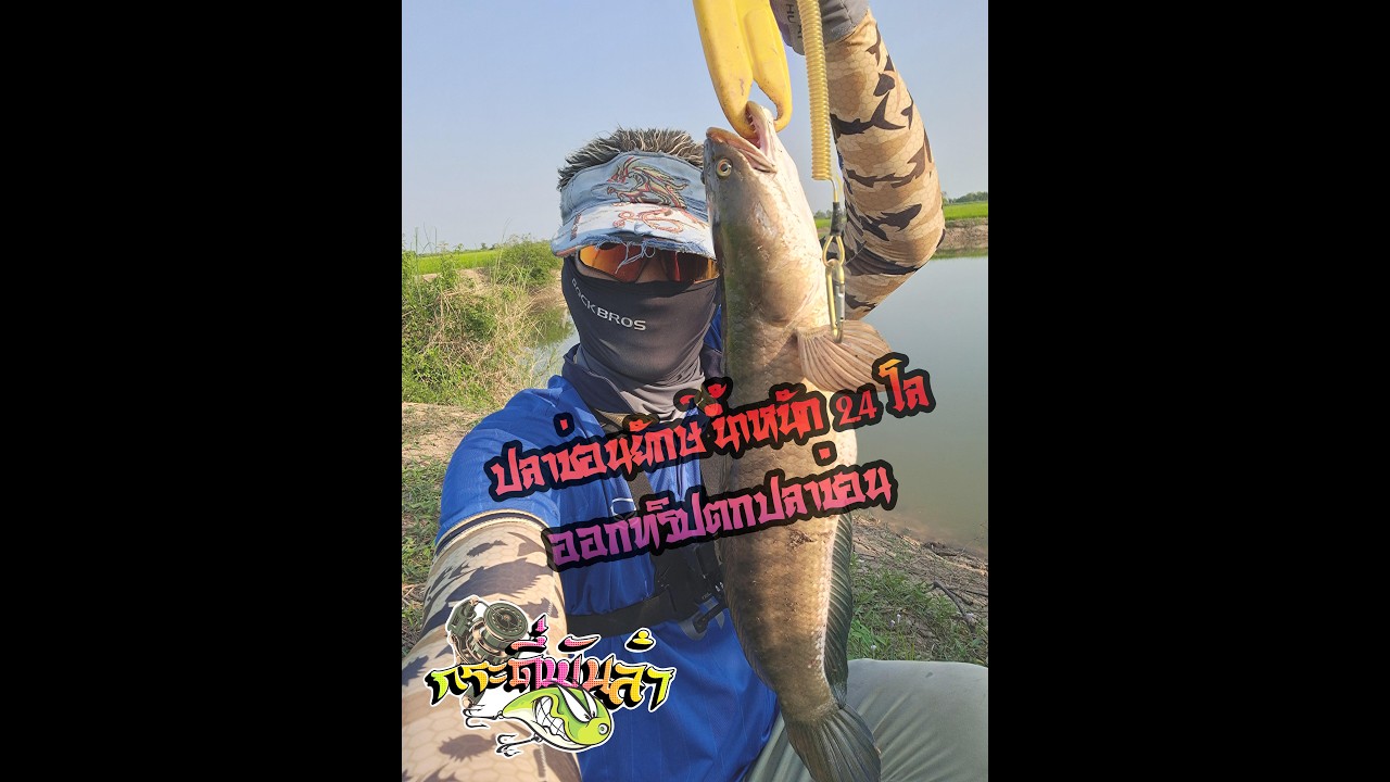 ตกปลาช่อนใหญ่ที่สุด 2.4 กิโล ด้วยกระดี่พันลำและปลายาง #fishing #fish #ตกปลาช่อน #mahseer #casting