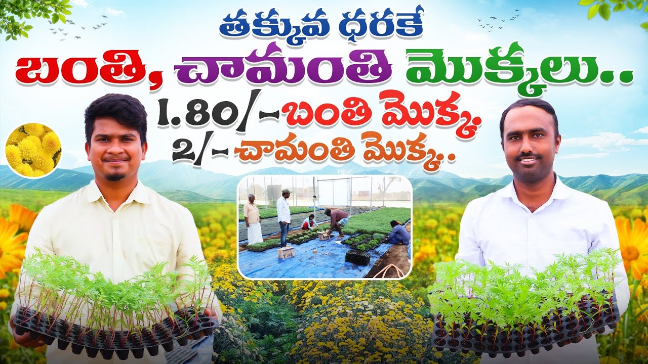 తక్కువ ధరకే బంతి, చామంతి మొక్కల నర్సరీ | Marigold, Chrysanthemum Plants Nursery | Shiva Agri Clinic
