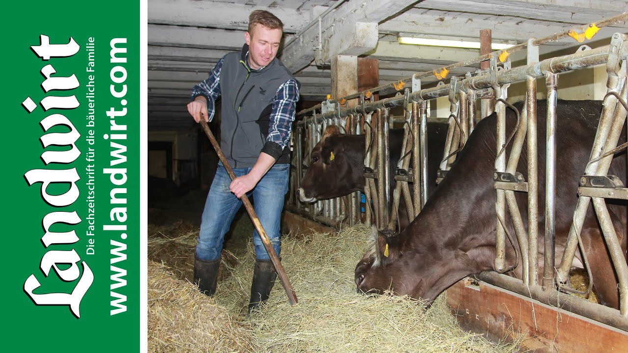 Trockensteher richtig füttern | landwirt.com