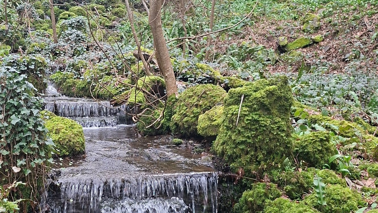 coed orielton / orielton woods | 03/2026