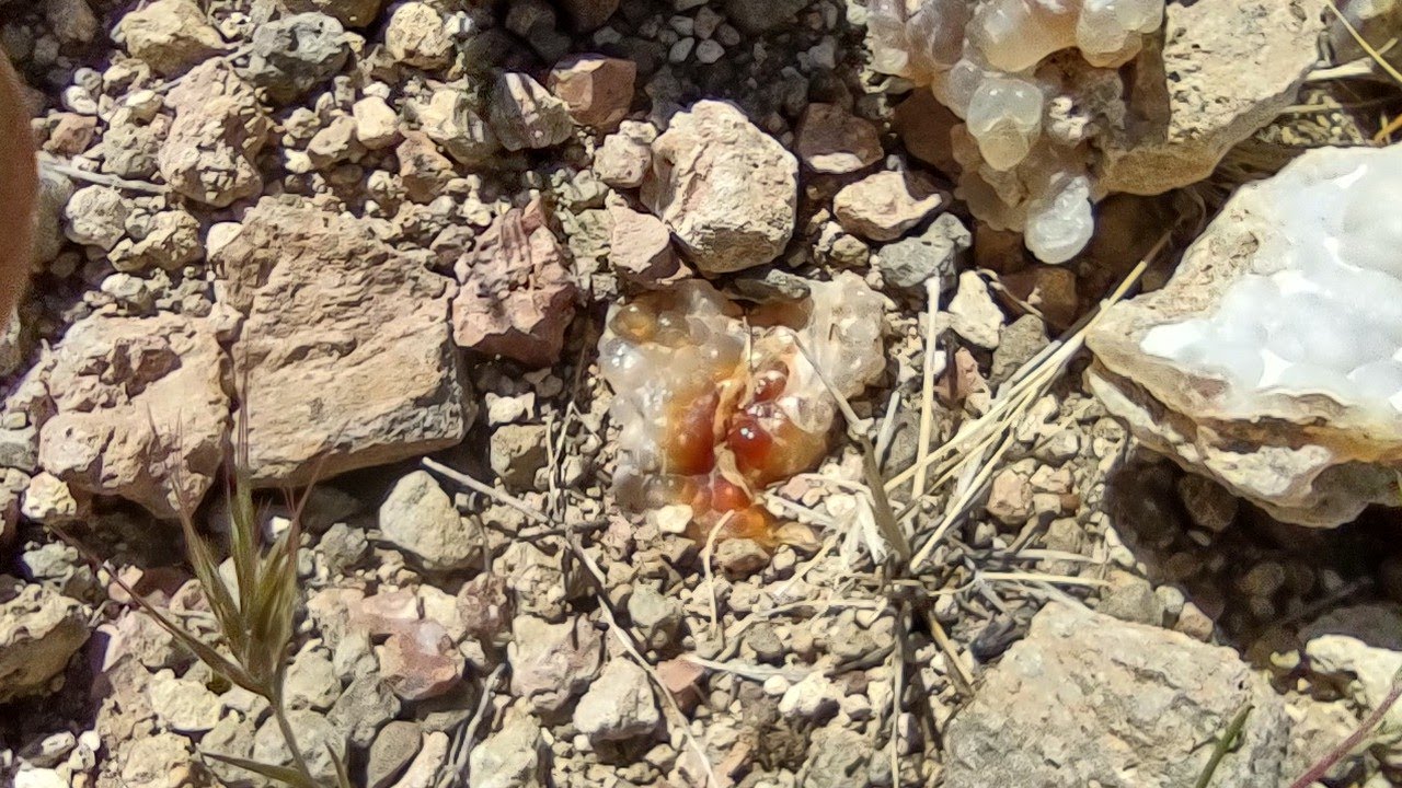 FIRE AGATE Prospecting-Hunting outside OATMAN,AZ