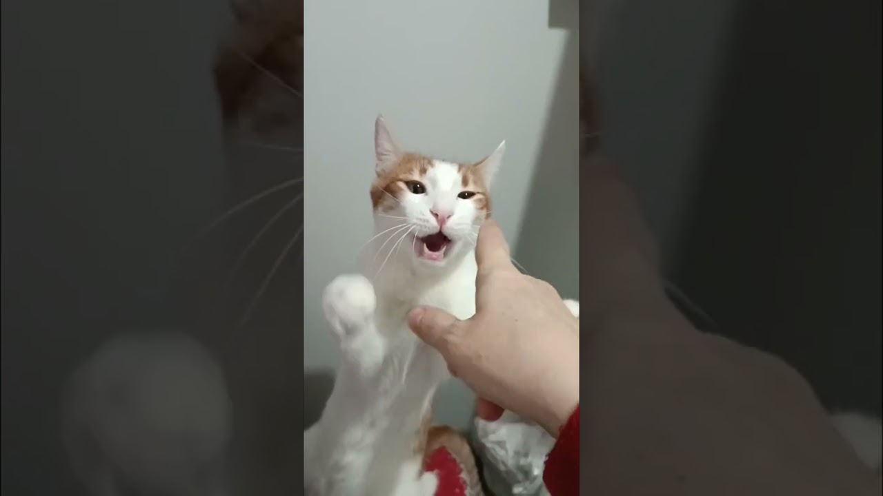 Pamuk çoştu😂#cat #kedi #kediler #keşfetbeniöneçıkar #shortvideo #viralvideo #shorts #funnycats #love