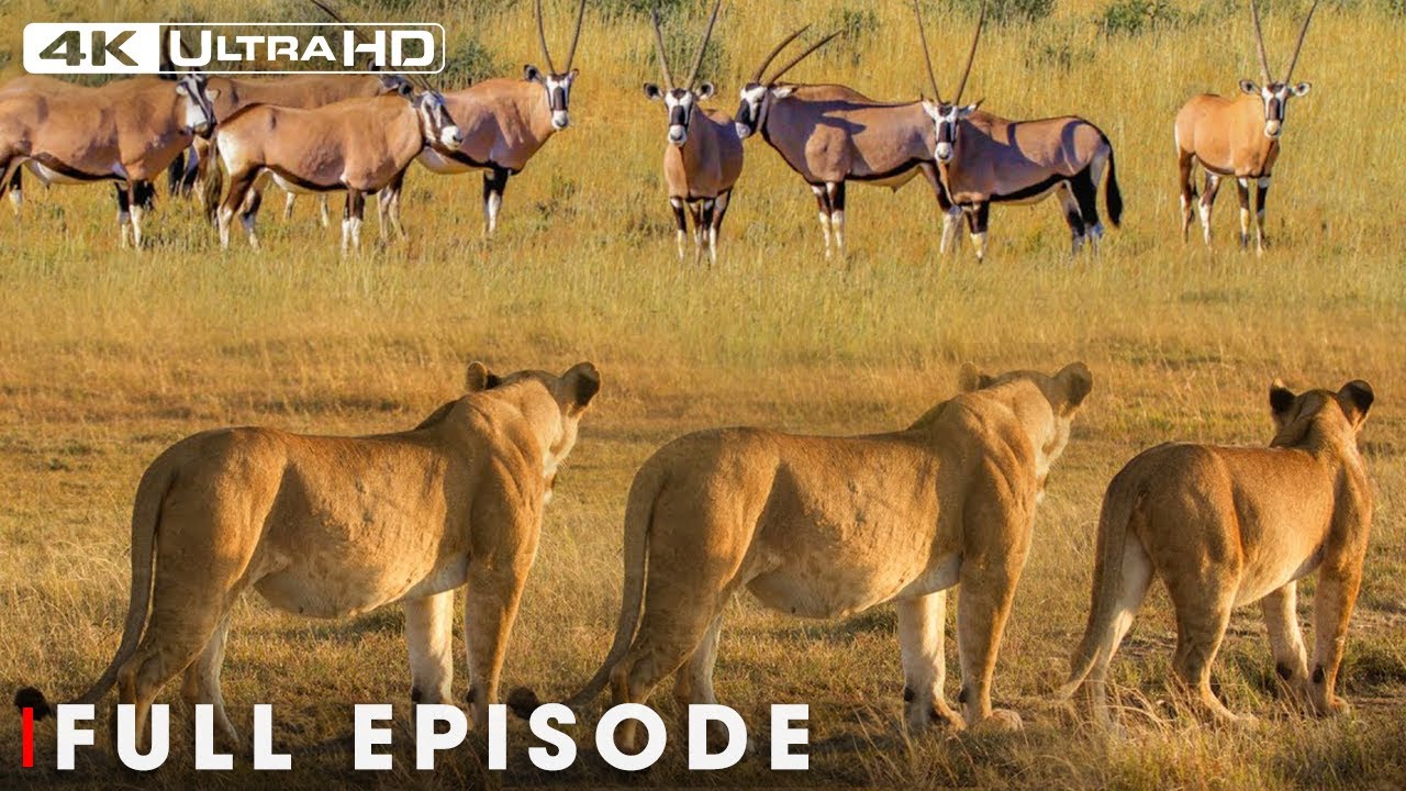 Greatest Fights In The Animal Kingdom | The Fight for Survival #natureanimaldocumentary