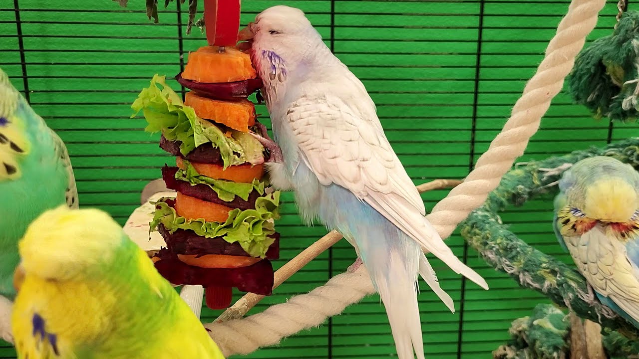 7 hours of budgie sounds for relaxation
