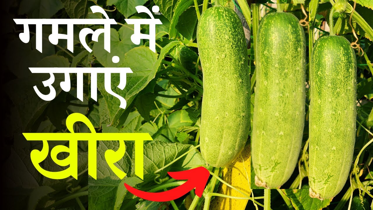 आसानी से गमले में उगाएं खीरा, जानिए बीज लगाने से तोड़ने तक की पूरी विधि | Gamle Me Kheera Kaise Ugaye