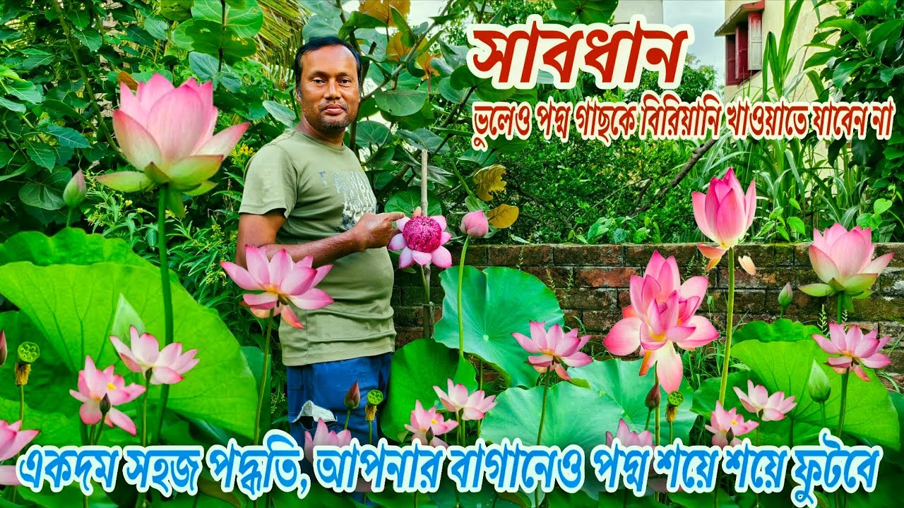 আর কোন প্রশ্নই থাকবে না পদ্ম গাছ নিয়ে সম্পূর্ণ পরিচর্যা খুব সহজ ভাবে  / Lotus Plant Care tips