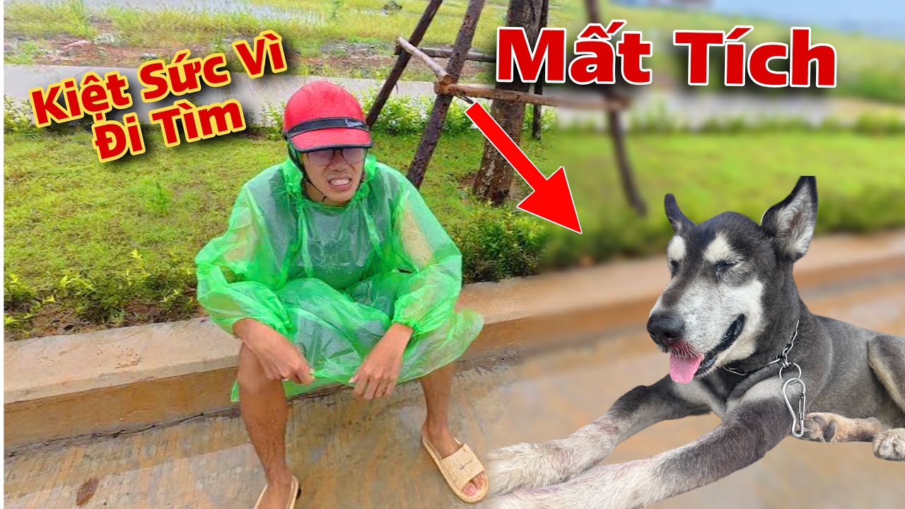 Bão To Quá ! Đưa Gấp Vợ Và Con Đi Trú Tạm Và Tin Buồn Chó Alaska Bị Mất Tích | Dương KC