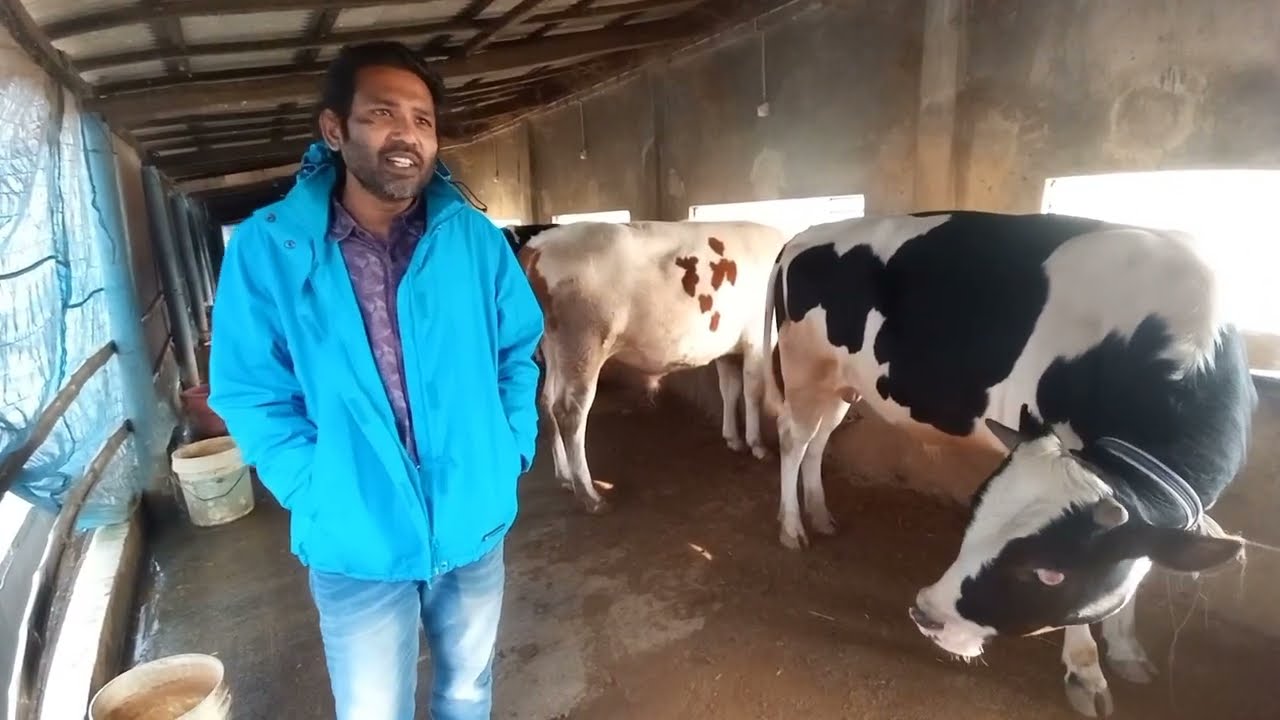 সাতক্ষীরা জেলার কোমরপুর গ্রামে বিশাল একটি গরুর খামার পরিদর্শন করলাম।।