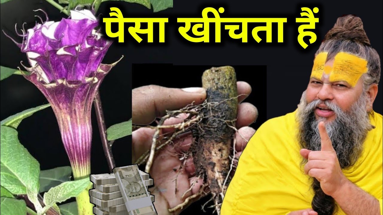 घर में यह पौधा रखो और देखो चमत्कार – पैसा ही पैसा #premanandjimaharaj 