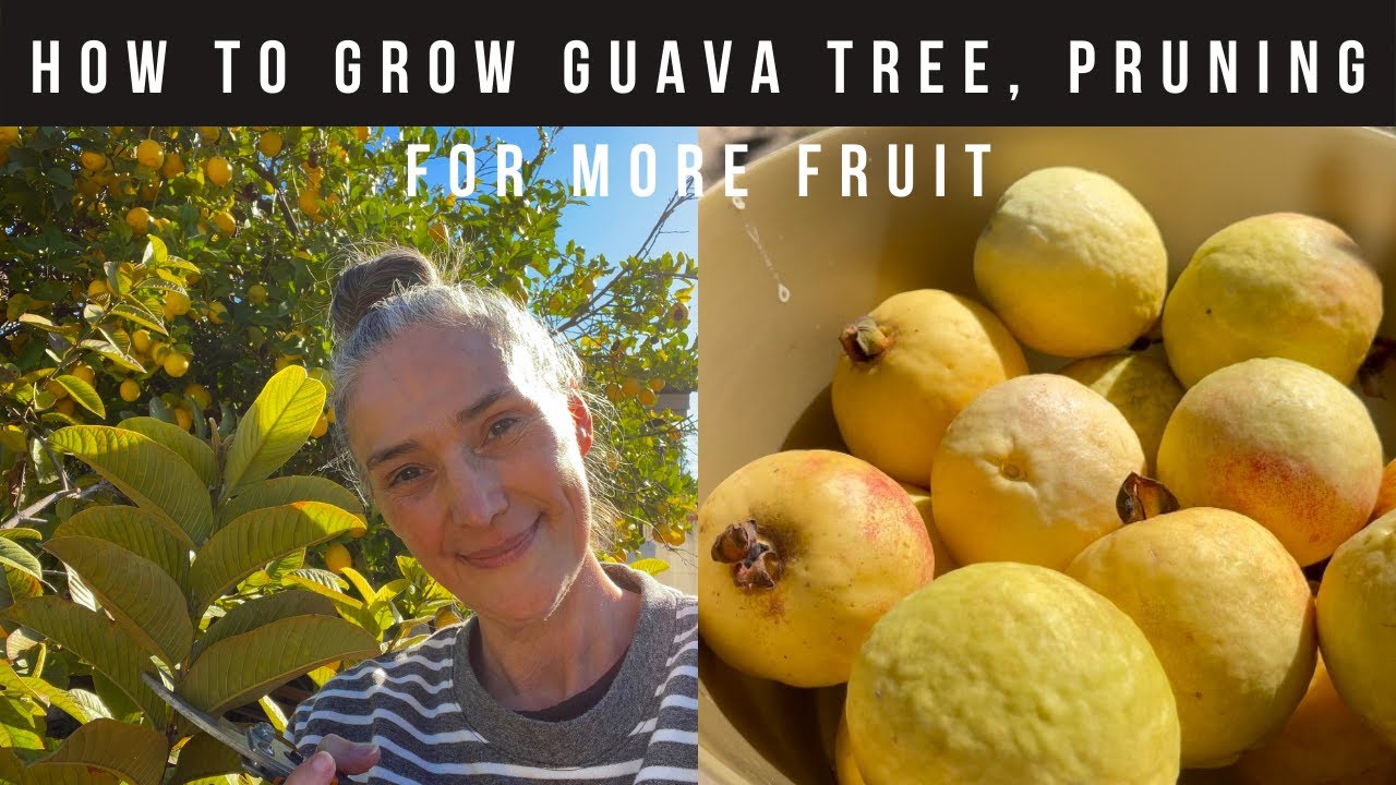 How To Grow a Guava Tree, Pruning for more flowers & Fruit - Health Benefits - Staying Fit Over 50
