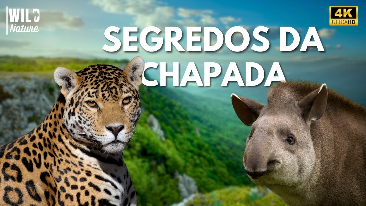 SEGREDOS DA CHAPADA - Mistérios e Estratégias da Vida Selvagem | Documentário Animal