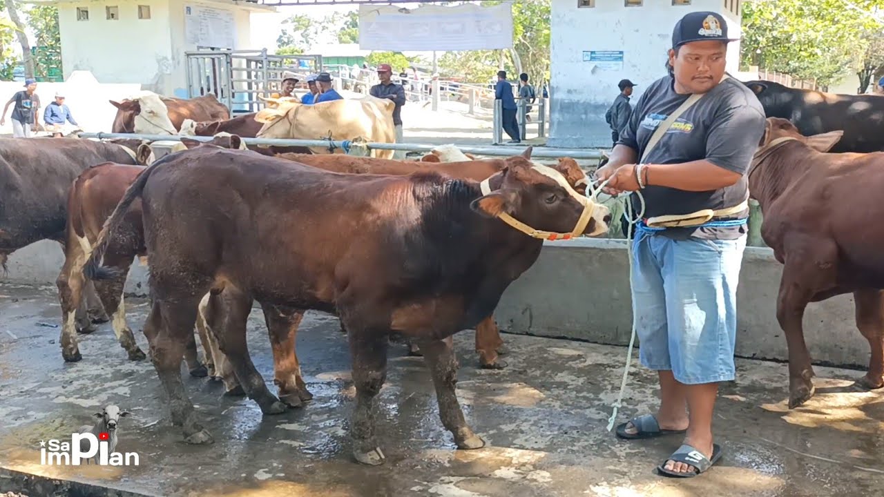 Langka Barang, Juragan Asal Magelang Bawa Pulang 4 Ekor Pedetan !!