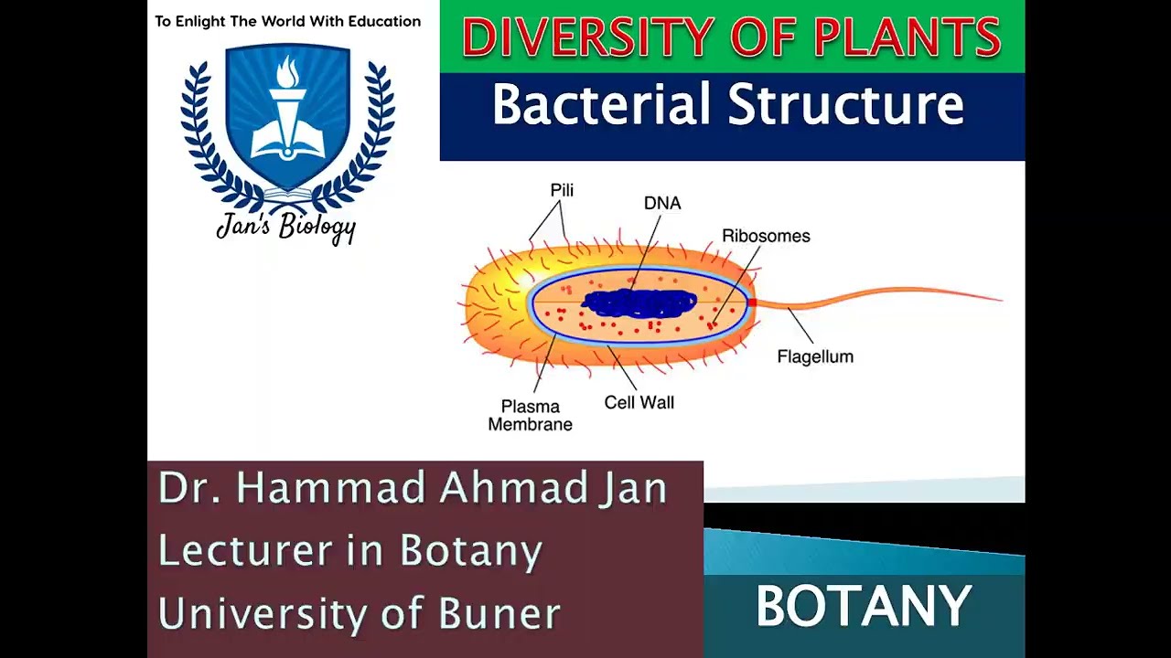 Bacterial Cell Structure | Prokaryotic Cell Explained with Diagram | Microbiology Lecture