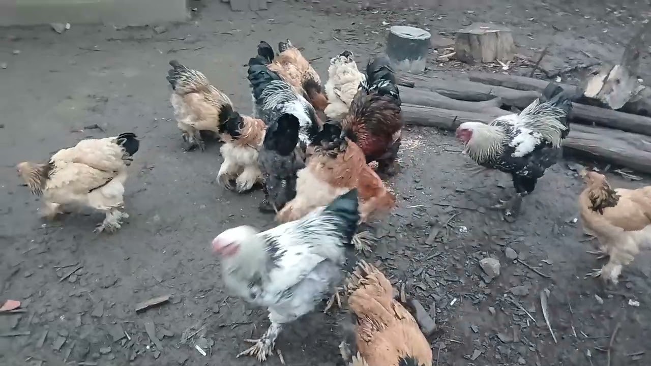 Găini și cocoși brahma 