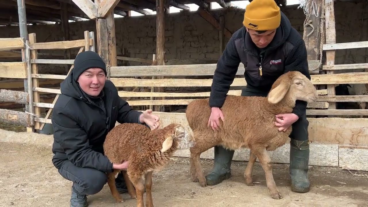 Айыл Деми /Пионер айылы  / 25.02.2026