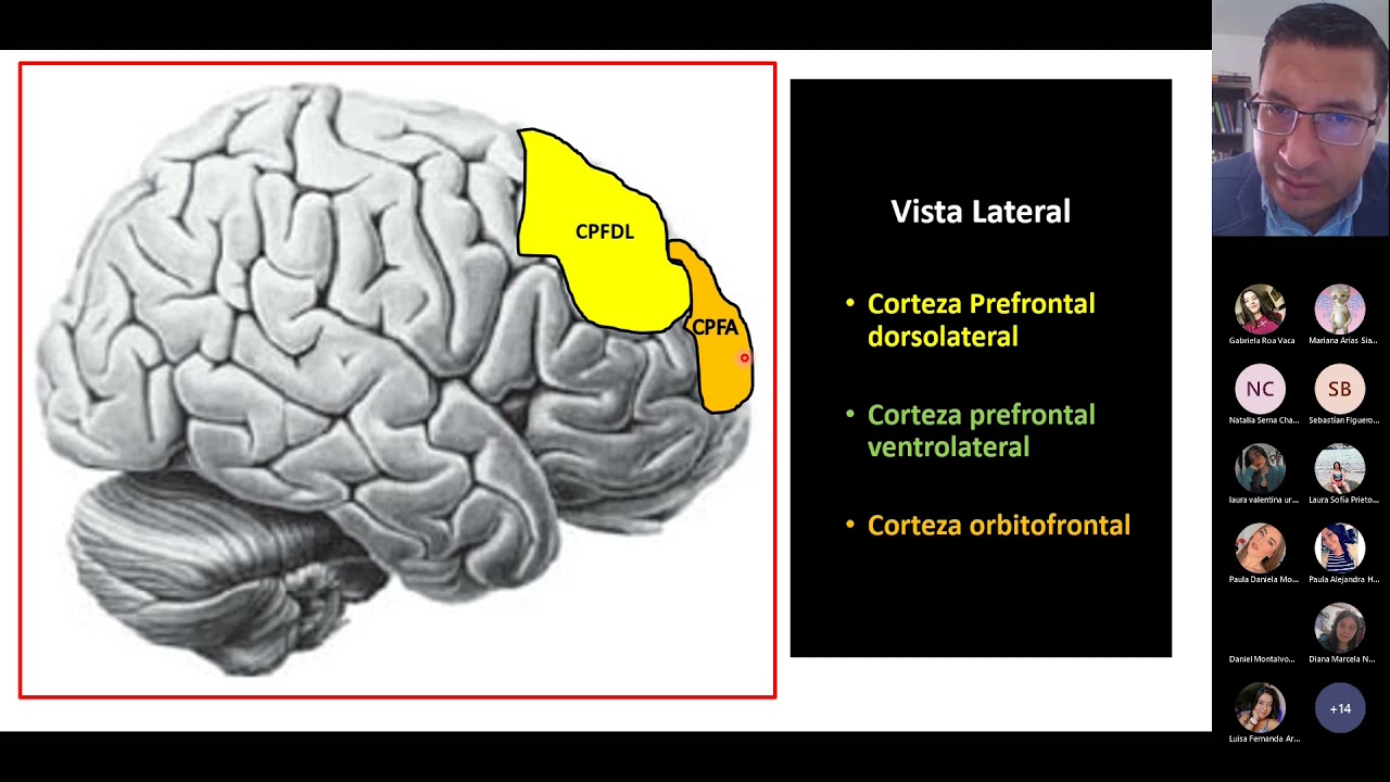 Corteza prefrontal y Funciones Ejecutivas