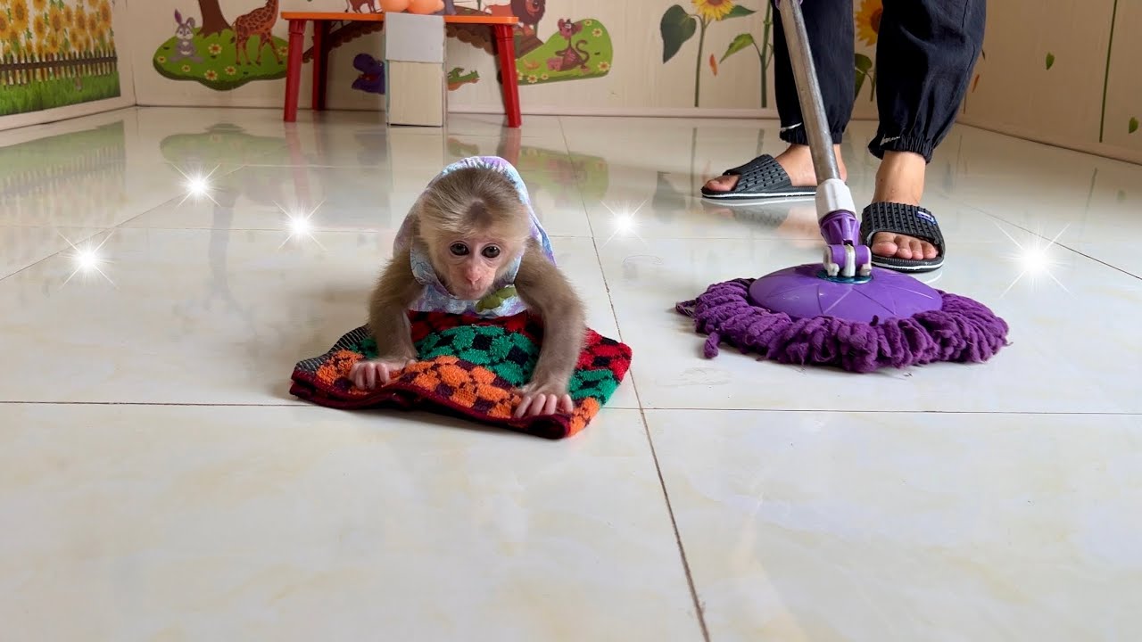 Monkey Abi helps her mother clean the house