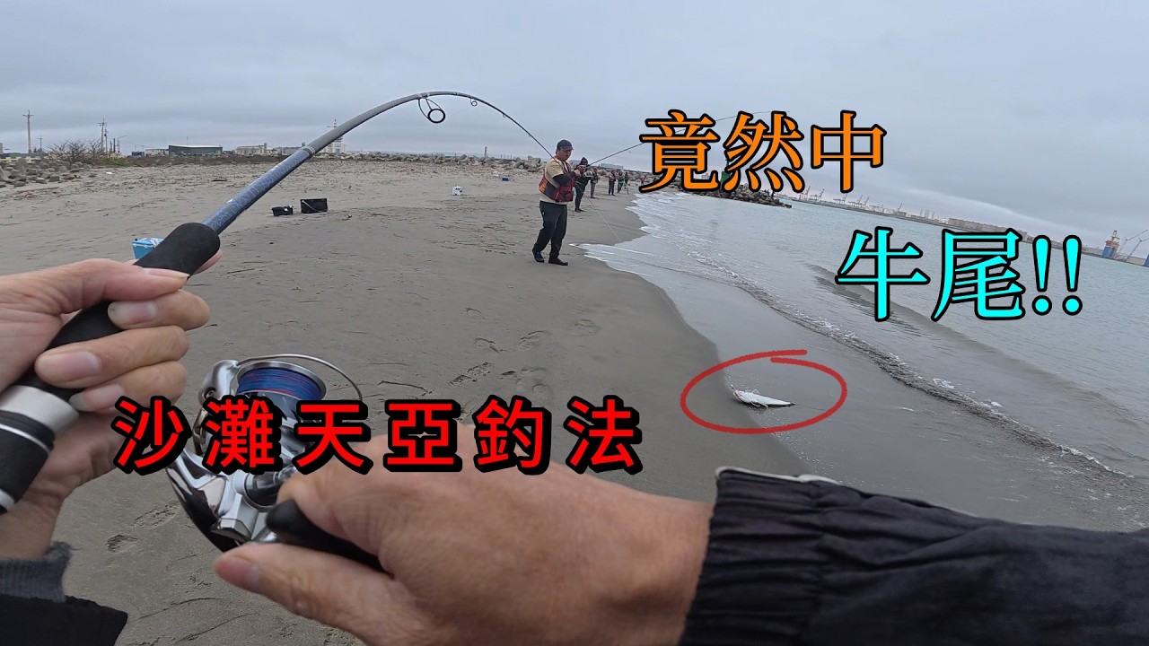 沙灘白帶魚大咬啦...為什麼別人會咬你不會中魚?做對一件事白帶魚接連上岸,還收穫一隻超大牛尾!#南投小江 #釣魚 #Fishing #Mancing #釣り