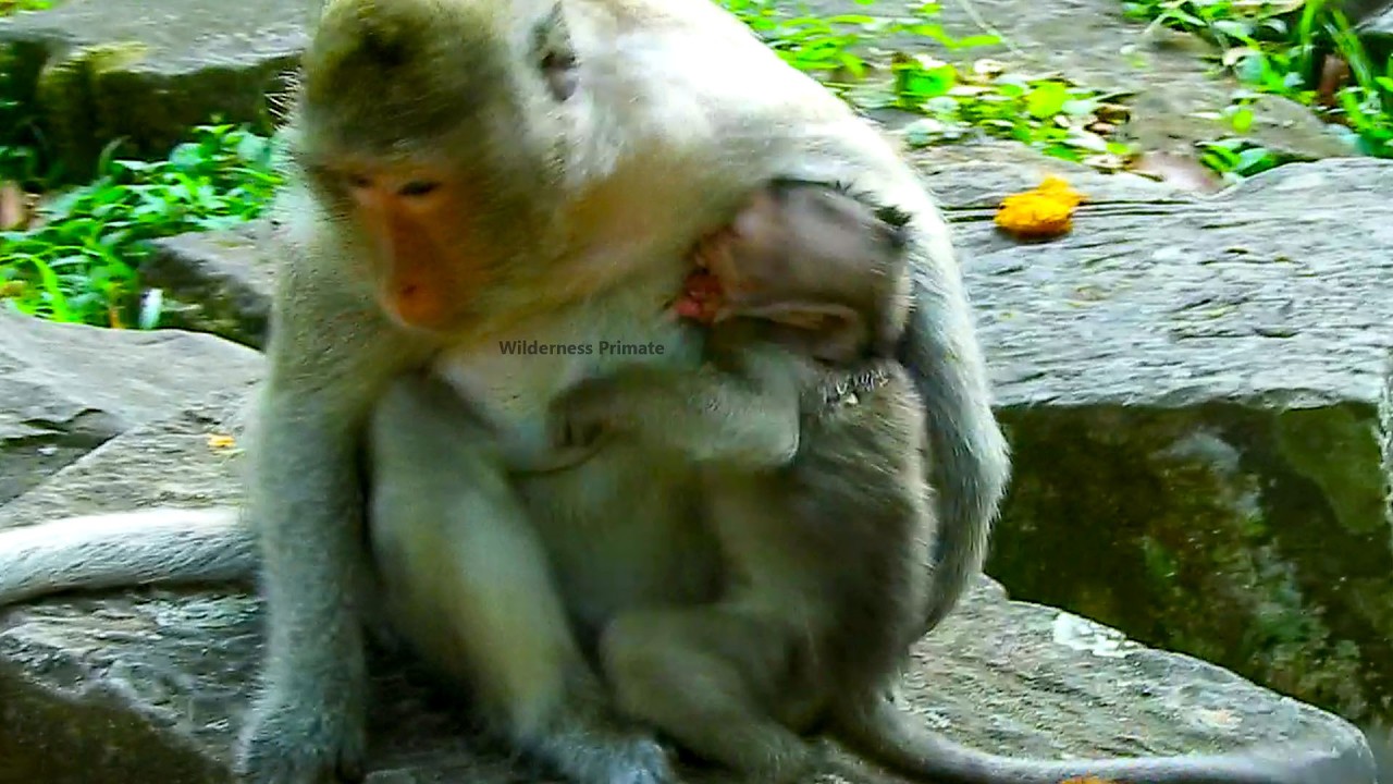 Baby monkey hugs mother to shake milk @ngry, mother doesn`t comfort baby to get milk.
