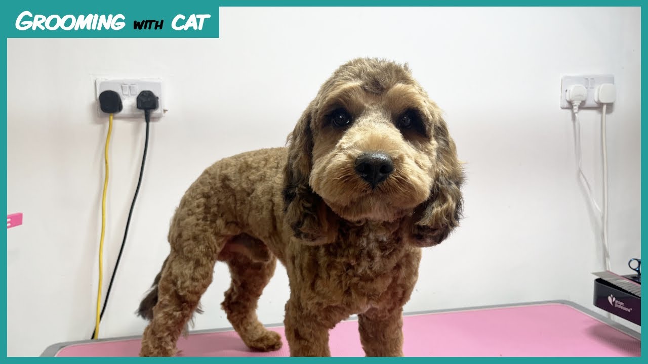 I groomed this Dog for the first time after being Rescued - Charlie the Cockerpoo! Grooming with Cat