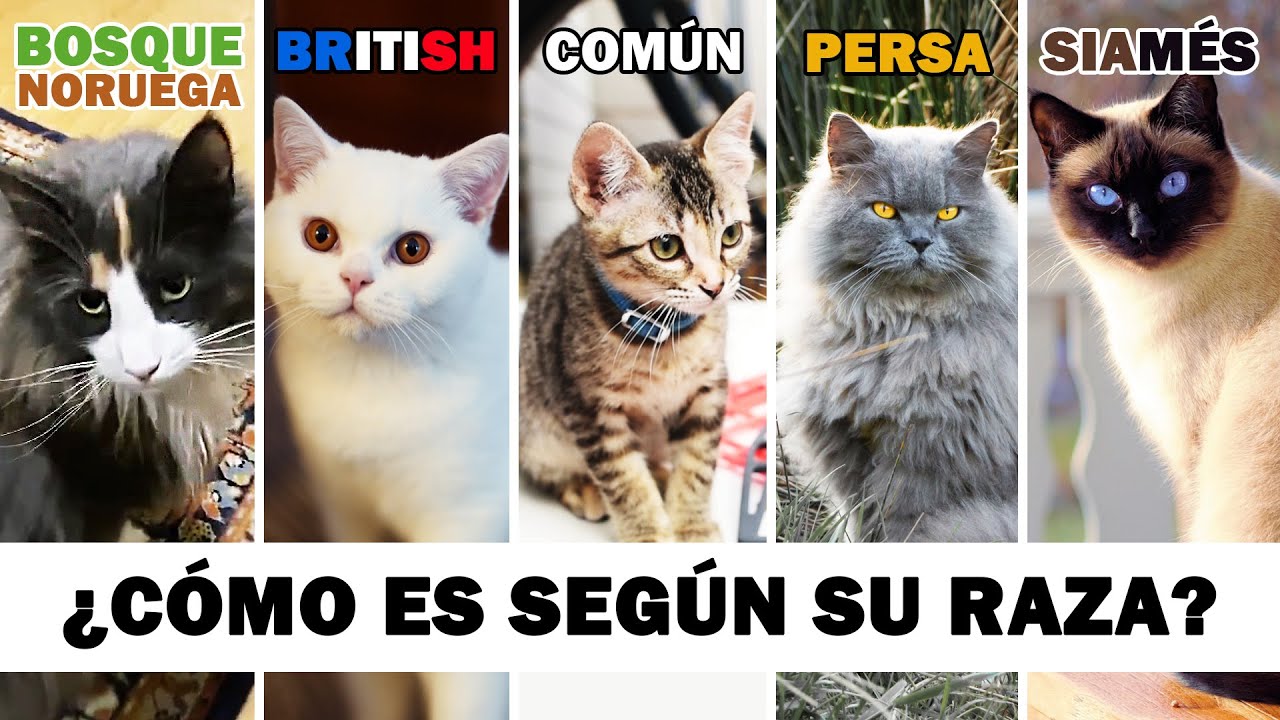 CONOCE mejor A TU GATO según SU RAZA | COMPORTAMIENTO de tu gato según su herencia #GATUNALIDAD