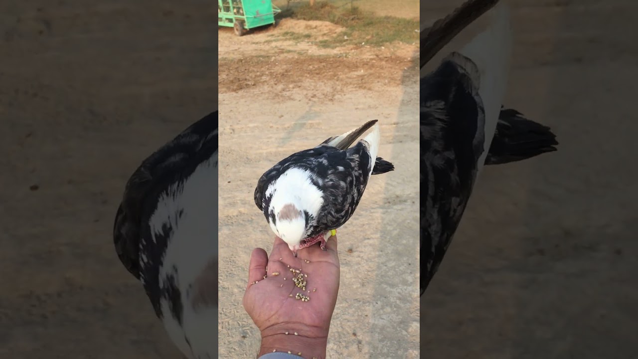 #short Pigeon eating Feed In My Hand #pigeon