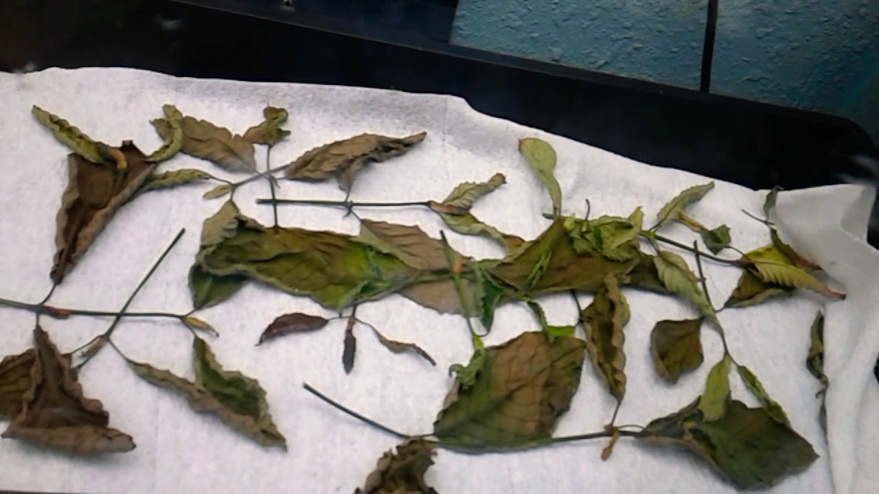 Mitragyna Speciosa (kratom) curing and grinding guide.