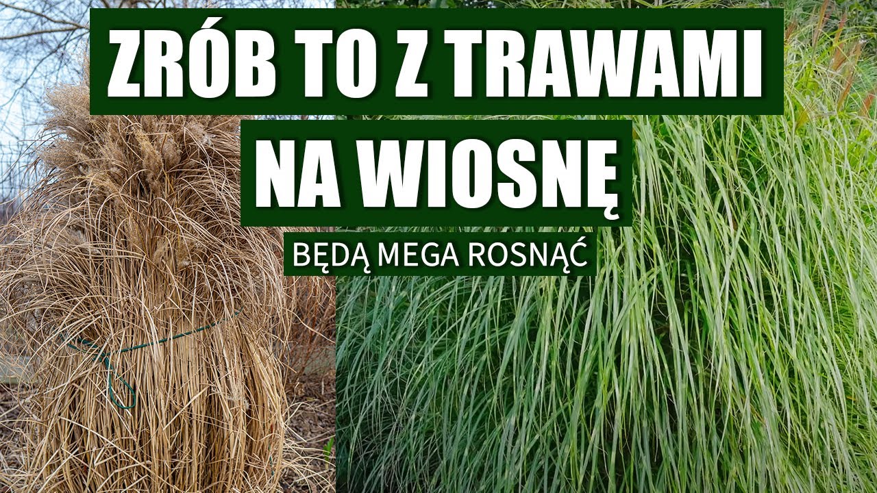 Trawy ozdobne. Jak przycinać trawy na wiosnę? 3 Sposoby na cięcie traw.