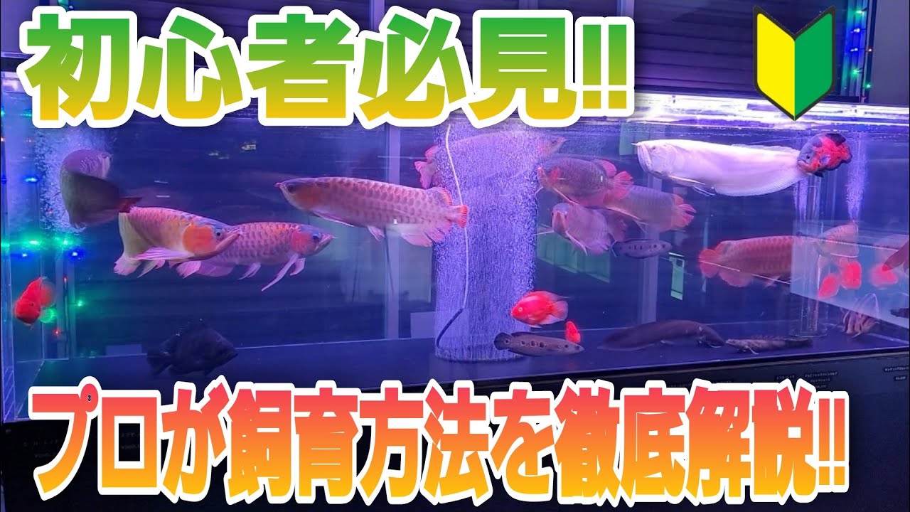 初心者必見‼　アロワナの飼育方法をプロが徹底解説‼　aquarium　アクアリウム　アロワナ　大型魚