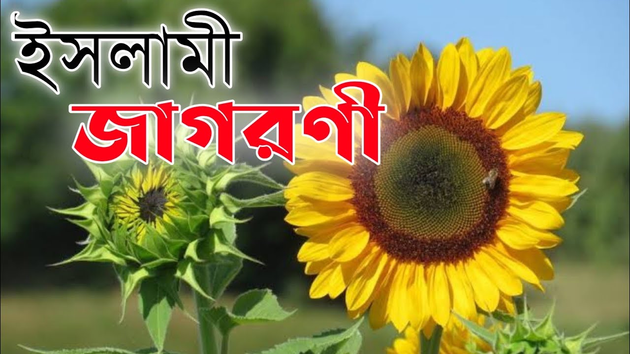 ইসলামী জাগরণী।Islamic Jagoroni।খুব সুন্দর একবার শুনেই দেখুন।