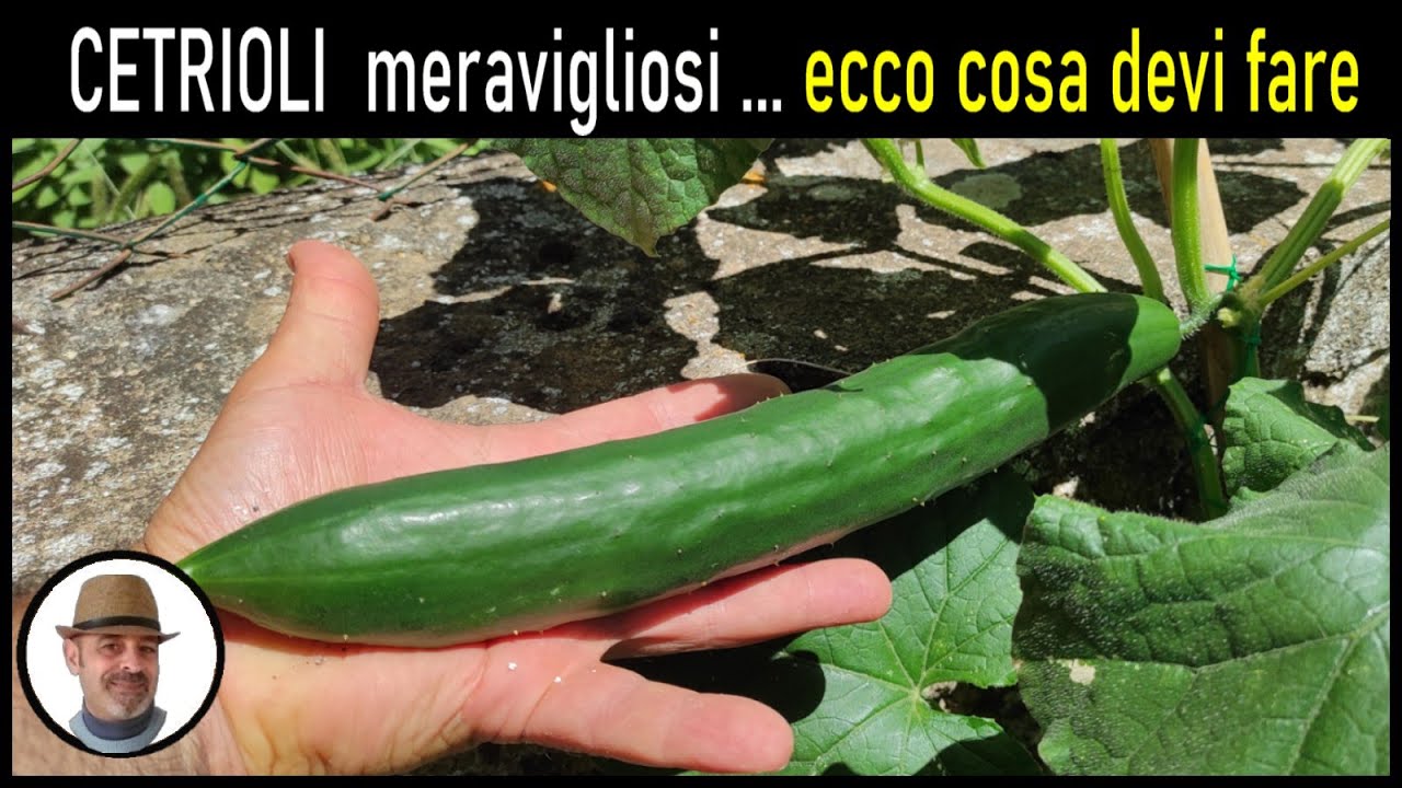 Cetrioli MERAVIGLIOSI, il miglior modo per COLTIVARLI e tutti i trucchi
