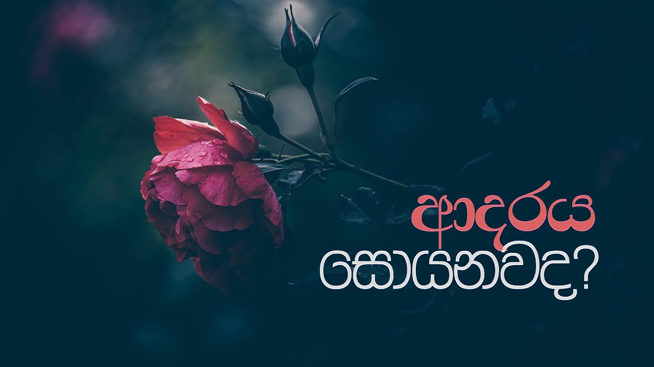 ආදරය සොයනවද?