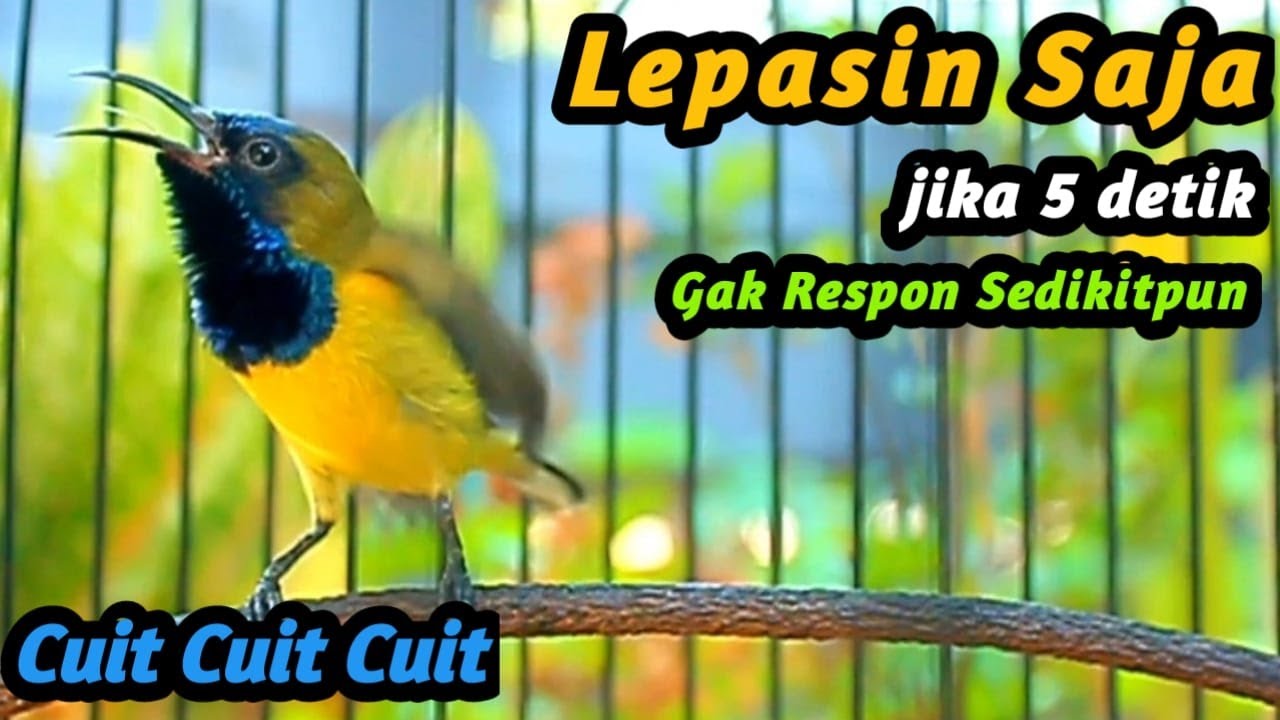 CUIT CUIT SOGON GACOR PENAIK EMOSI SOGON TROTOL GACOR DOR LANGSUNG NAIK, NEMBAK PANJANG FULL ISIAN