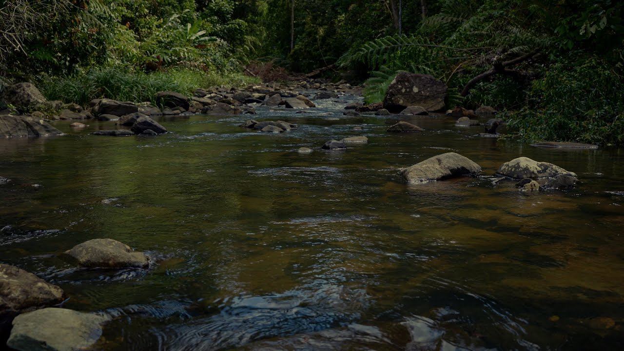 Relaxing River Sounds in the Forest | Gentle Water Flow for Sleep & Meditation | ASMR (5 Hours)