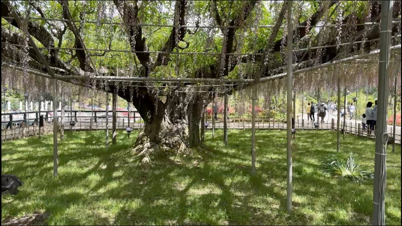 Ashikaga Flower Park 足利花卉公園