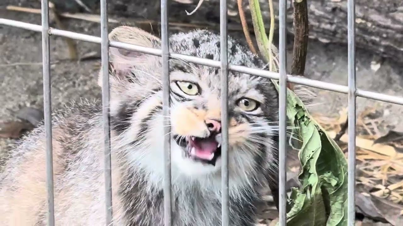 アニャニャニャー仔マヌルちゃん☺️ マヌルネコ　東山動植物園にて　2025年8月8日