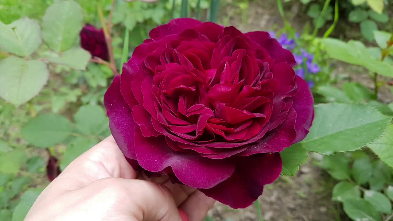 2019 - Kertem virágai képekben | 2019 - My garden and my flowers on pictures