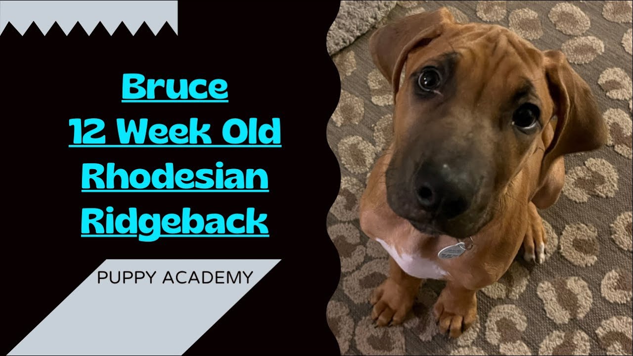Bruce's Training Journey | 12 Week Old Rhodesian Ridgeback | Puppy Training | Obedience Training