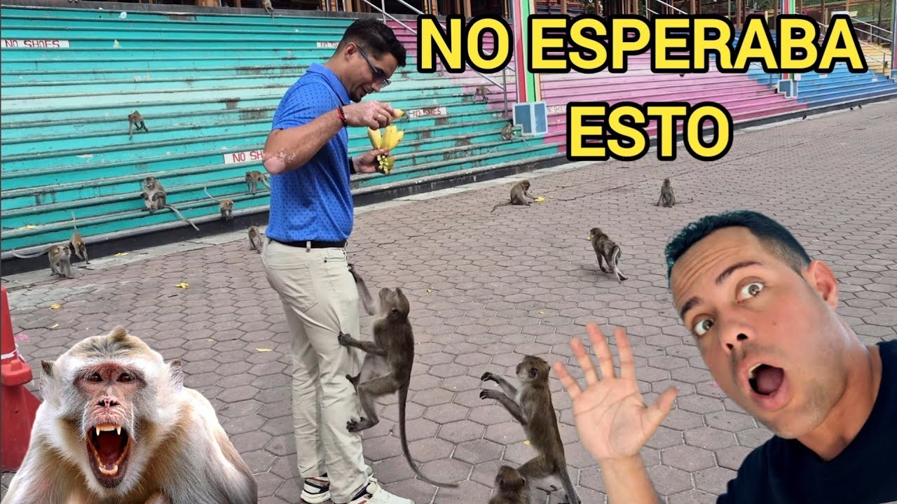 Cubanos conocen los MONOS por primera vez y no se esperaban que pasara esto.