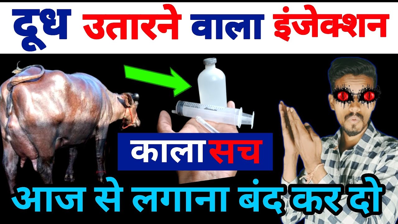 गाय भैंस का दूध उतारने/पवासने वाला इंजेक्शन💉oxytocin injection🐃आज से लगाना बंद कर दो❌भारी नूकसान