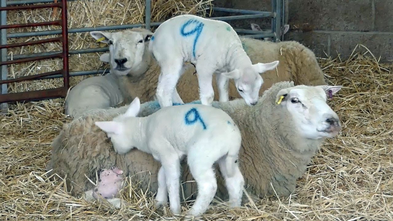 Part 1 Lambing on a small 35 acre Welsh farm. Why sheep are tagged? Bottle milk for lambs.