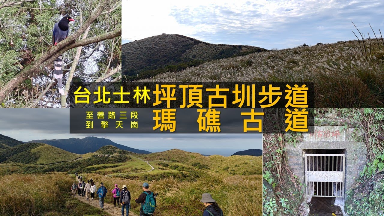 [台北士林] 坪頂古圳步道+瑪礁古道，一路從外雙溪走到擎天崗。在坪頂古圳步道探訪三條水圳，在瑪礁古道尾銜接竹篙山步道欣賞芒花、在擎天崗遊客中心旁來巧遇台灣藍鵲。