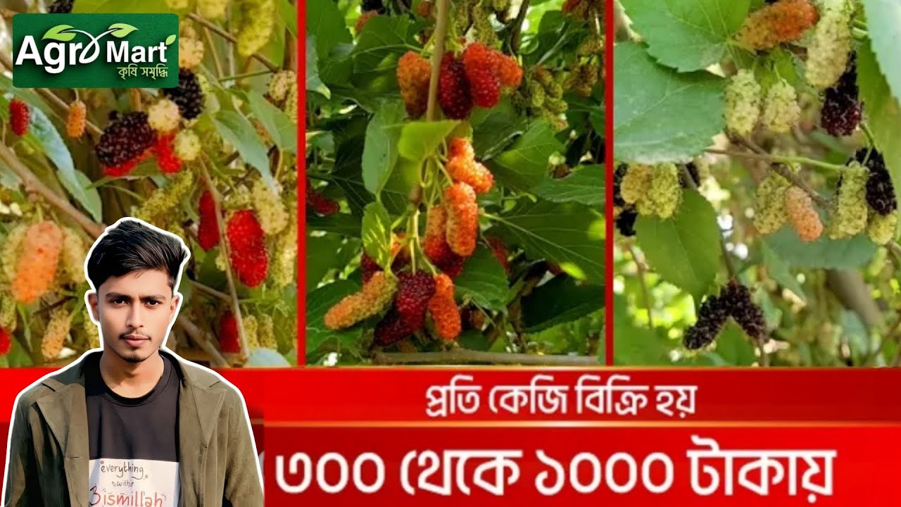মালবেরি চাষে কৃষকের সফলতা। AGRO MART BD NEWS #agromarket #vairalvideo #farming #agrifuture 