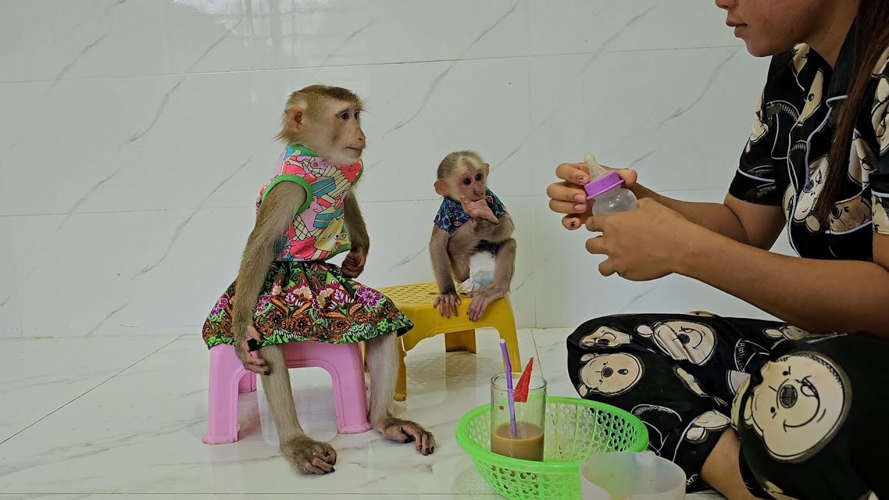 Most Obedient & Patient Sibling Lory & Jack Wait To Drink Juice Very Sweet & Adored