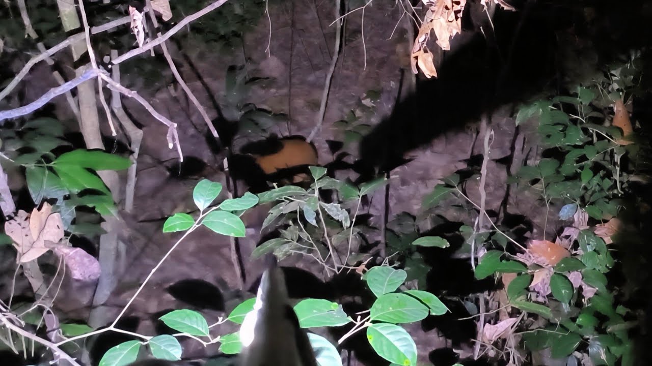 O resultado da espera no inharé, que rendeu um veado mateiro🦌 grande!!! ☝️👉✅