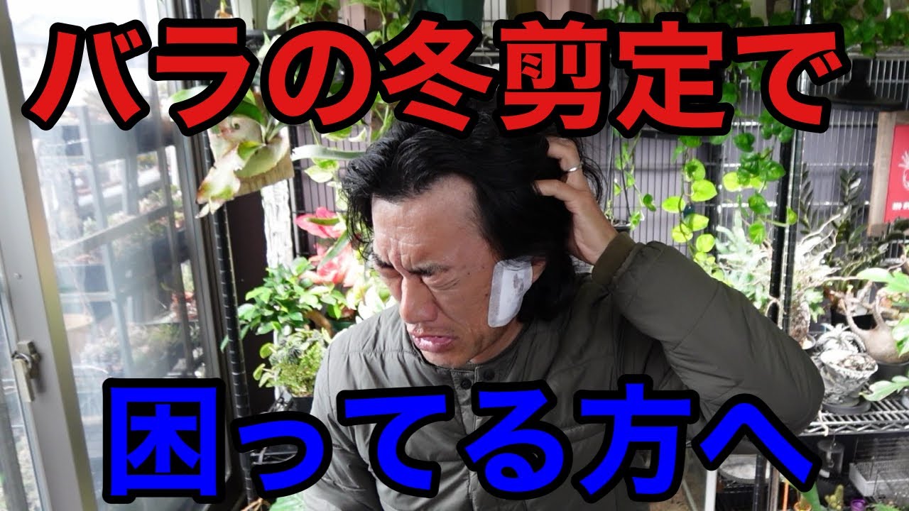 【バラの冬剪定】切る時期・切る場所・切る種類　わからない。。。　   【園芸超人カーメン君】