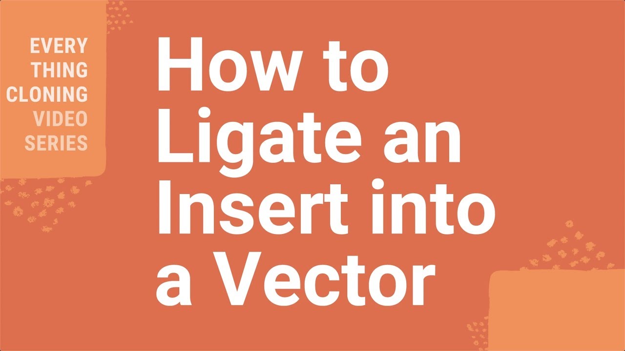 How to Ligate an Insert into a Vector