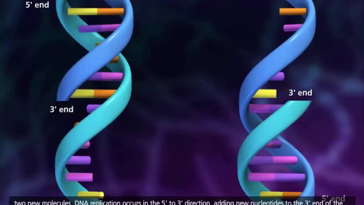 REPLICAÇÃO DE DNA